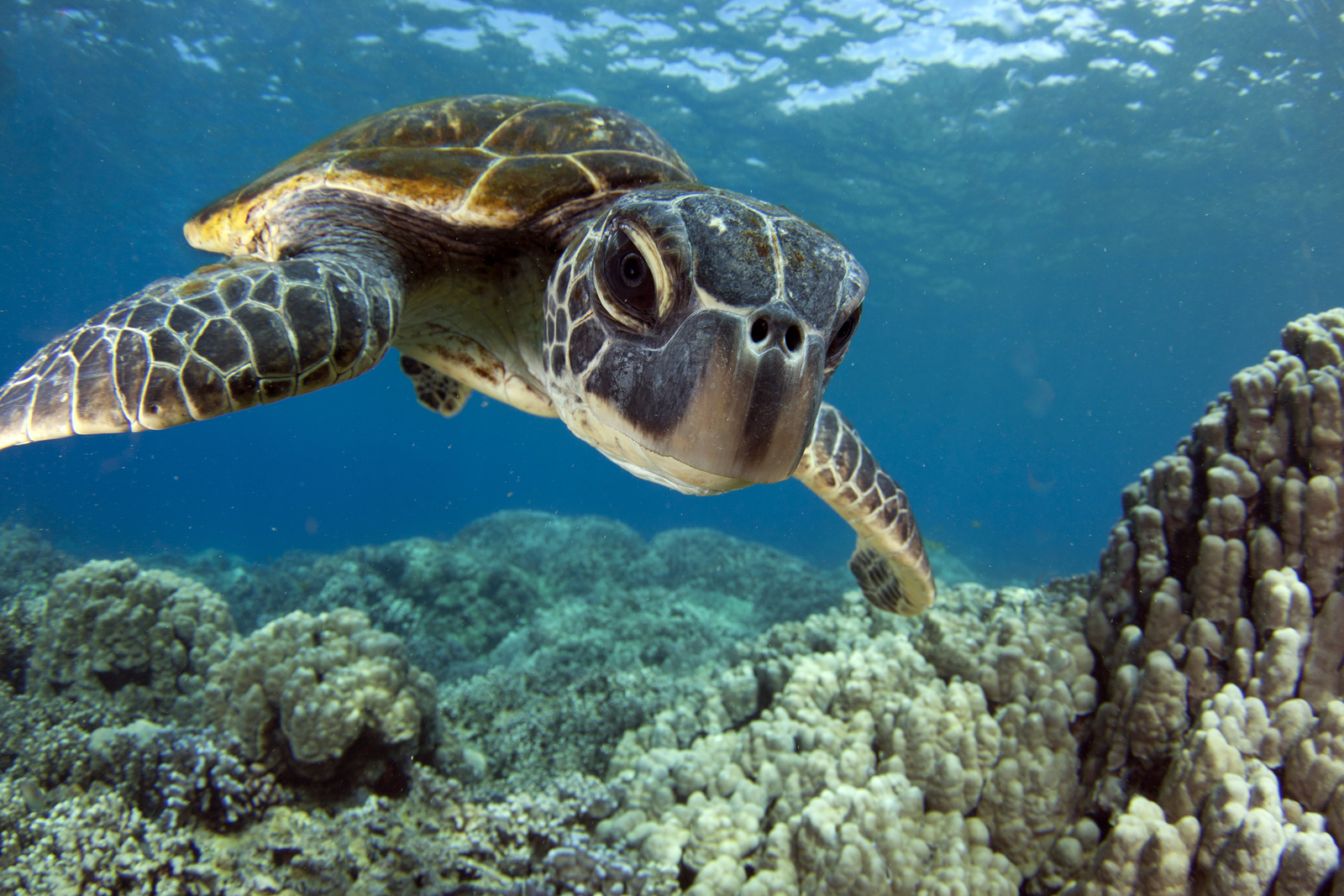 sea turtle wallpaper,sea turtle,hawksbill sea turtle,olive ridley sea turtle,green sea turtle,turtle