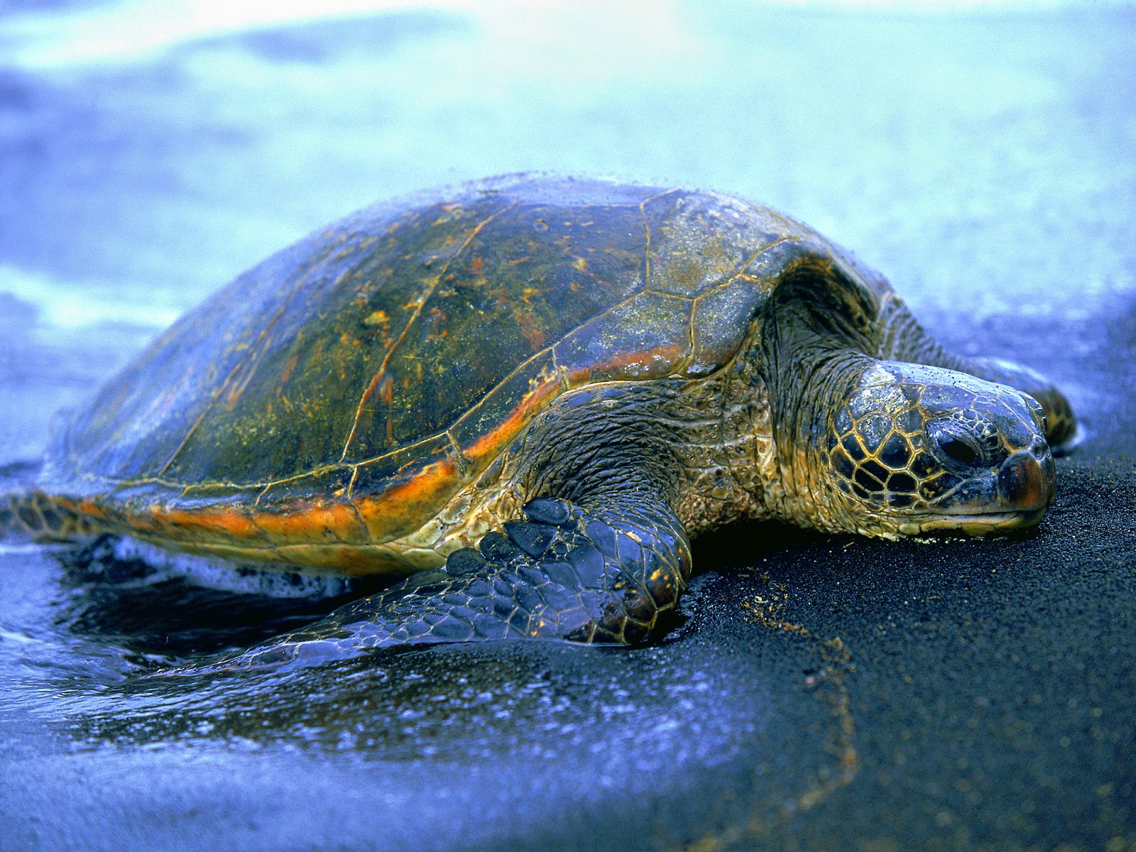 fondo de pantalla de tortuga marina,tortuga marina,tortuga,reptil,tortuga marina,tortuga