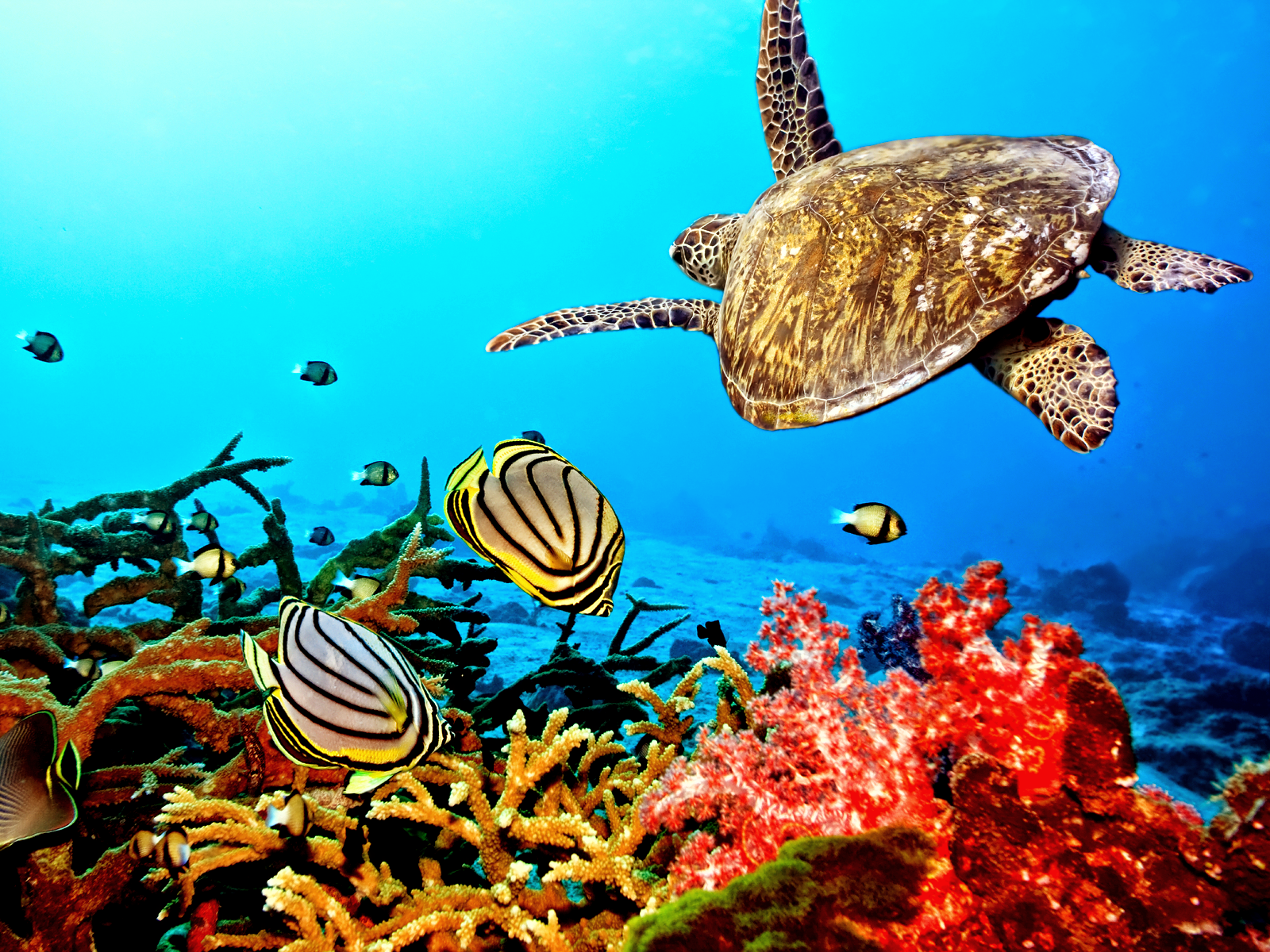 sea turtle wallpaper,sea turtle,hawksbill sea turtle,underwater,green sea turtle,turtle