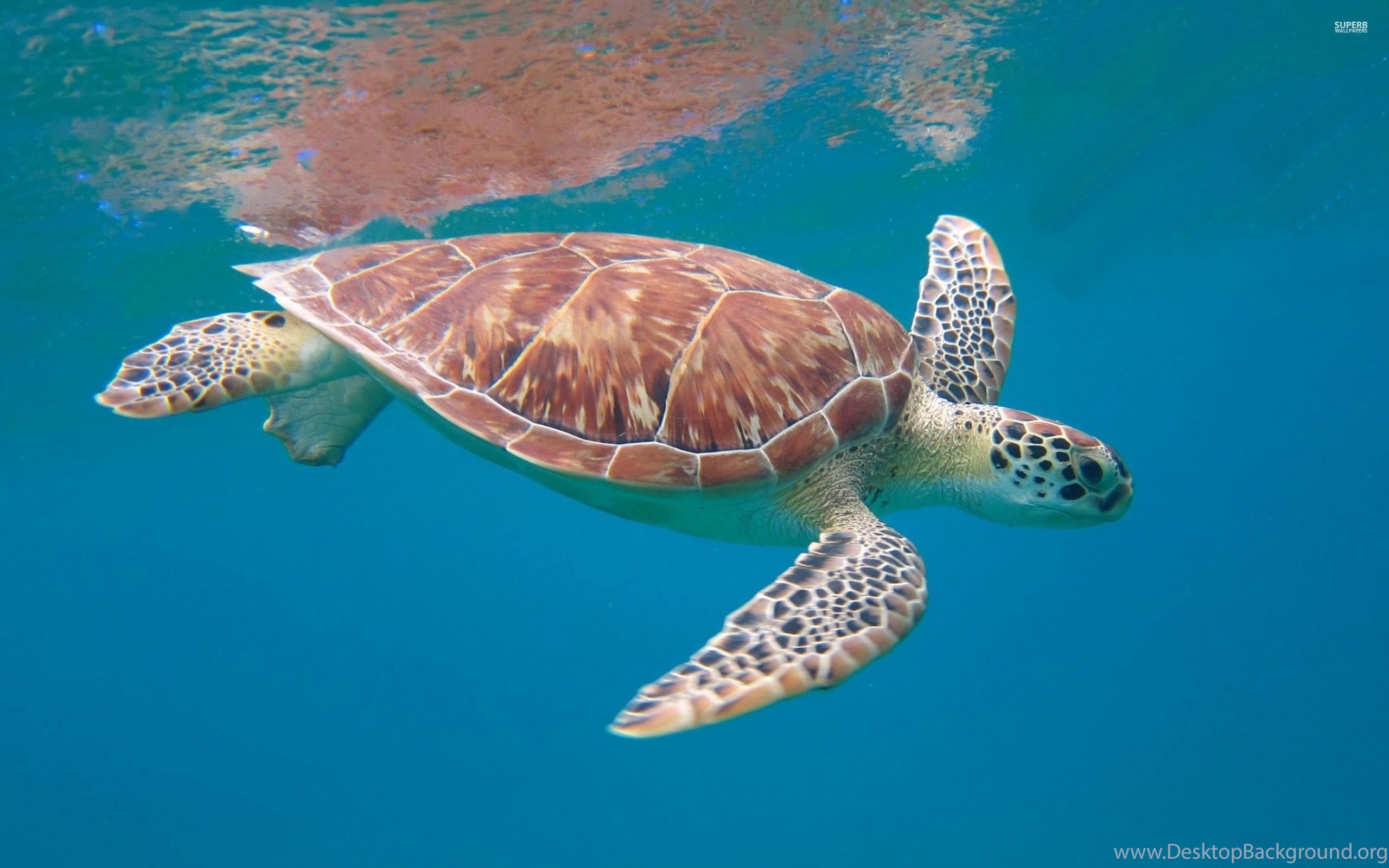 papier peint tortue de mer,tortue de mer,tortue imbriquée,tortue de mer olive ridley,tortue caouanne,tortue