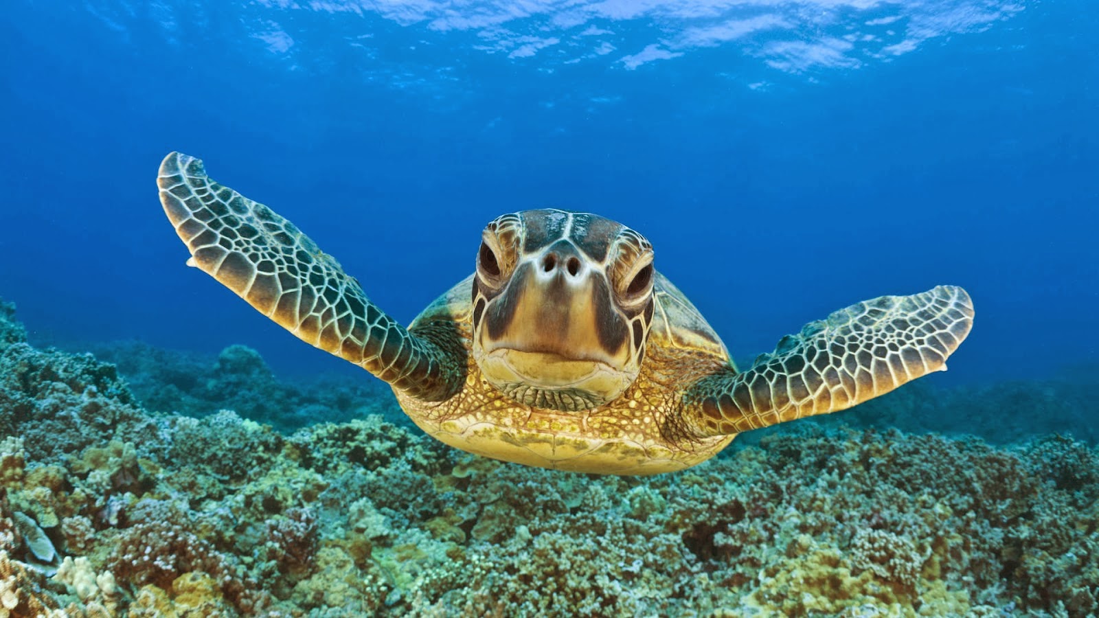 sea turtle wallpaper,sea turtle,hawksbill sea turtle,olive ridley sea turtle,green sea turtle,turtle