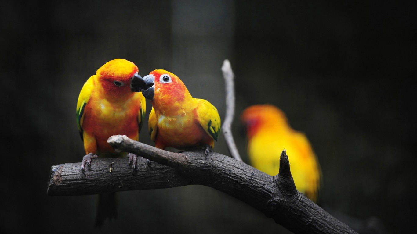 fond d'écran de l'éditeur de nom,oiseau,perroquet,perruche,perruche,inséparable