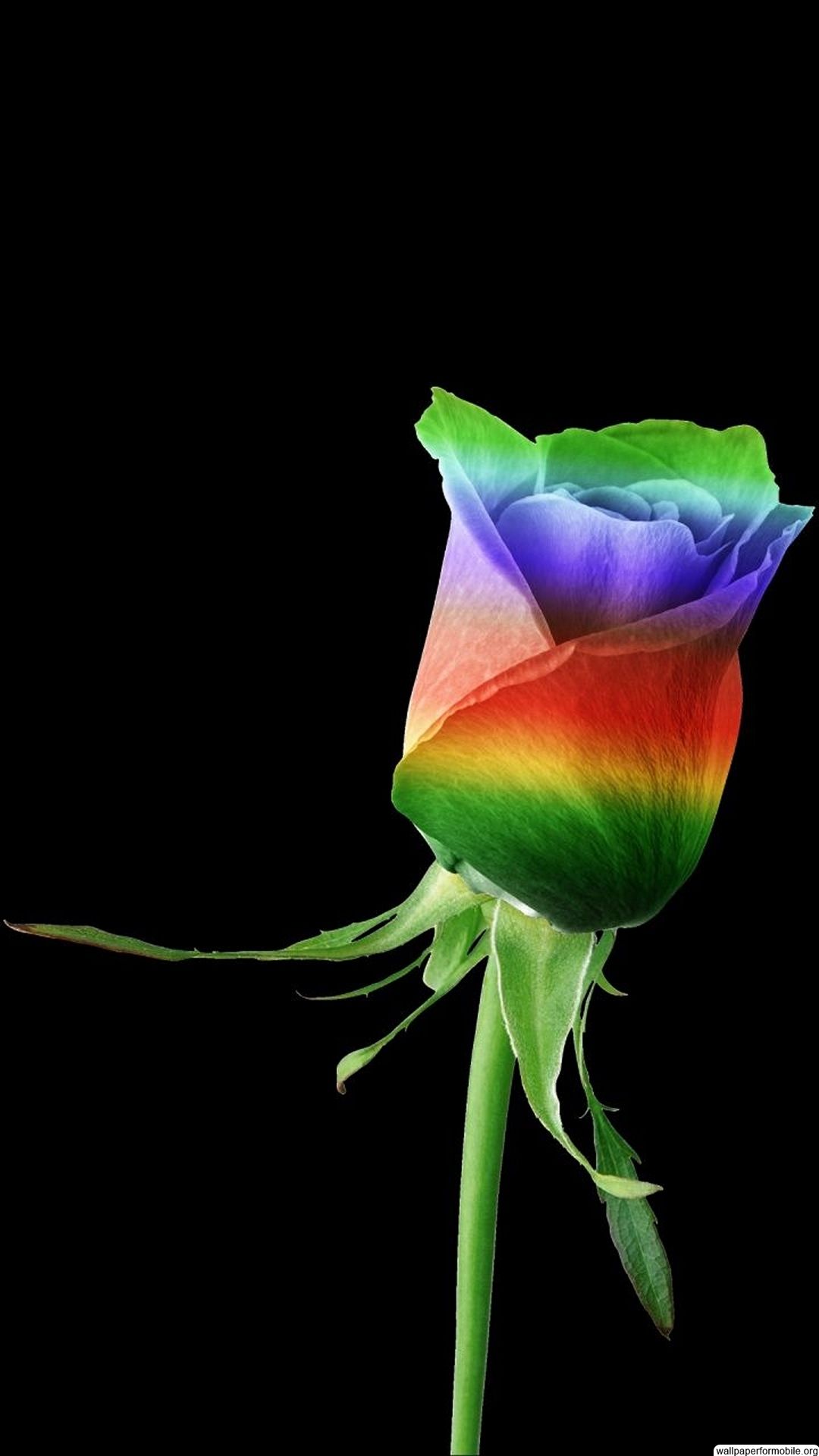 3d hd wallpapers for mobile free download,rainbow rose,rose,flower,rose family,petal