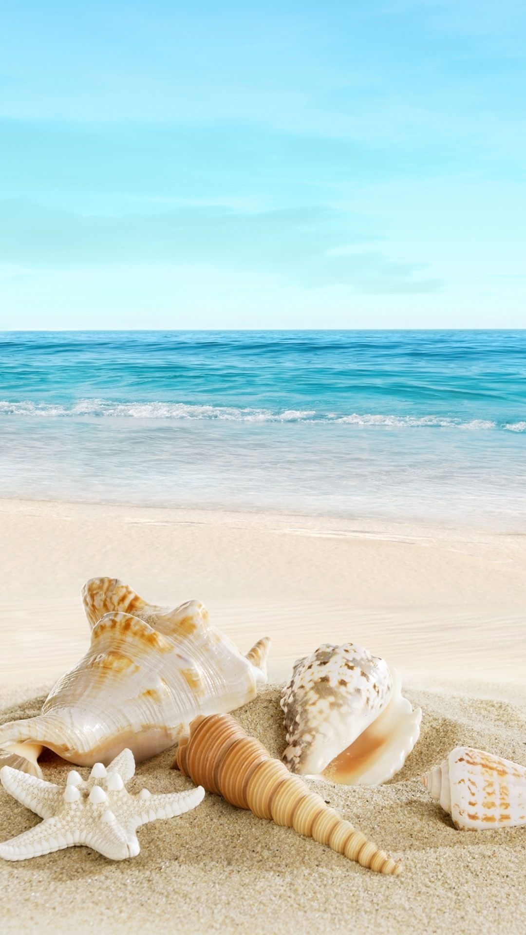 iphone wallpaper mare,conchiglia,conchiglia,mare,stella marina,sabbia
