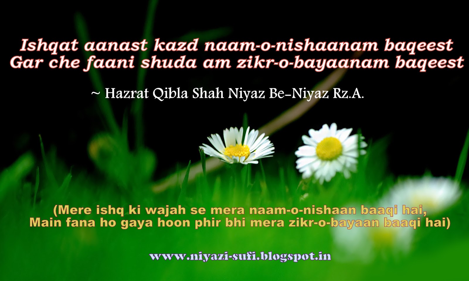 s naam ke wallpaper,nature,text,flower,daisy,plant (113843) WallpaperUse