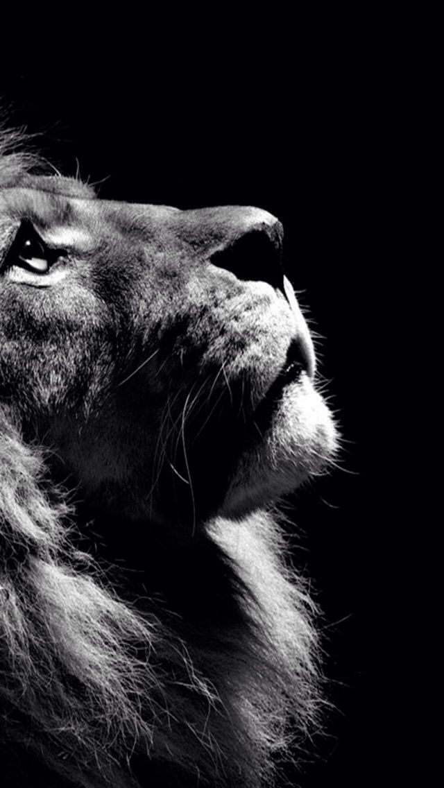 lion wallpaper iphone,mammal,felidae,whiskers,black and white,snout