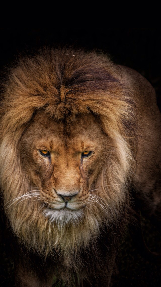 fond d'écran lion iphone,lion,cheveux,faune,lion masai,félidés