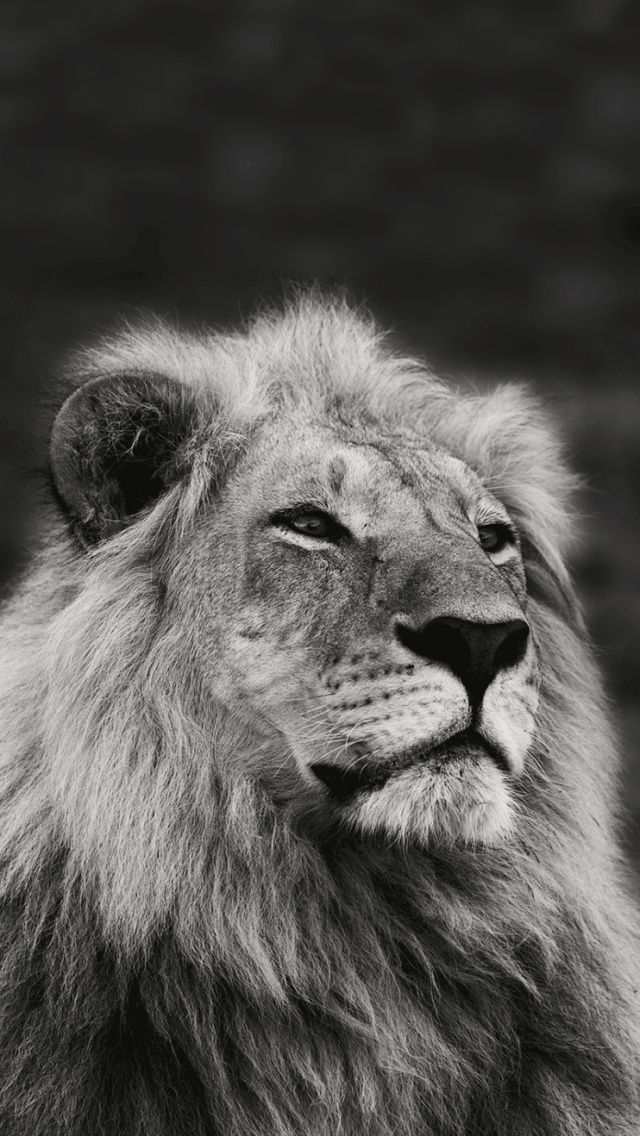 leone sfondi iphone,leone,leone masai,natura,felidae,grandi gatti