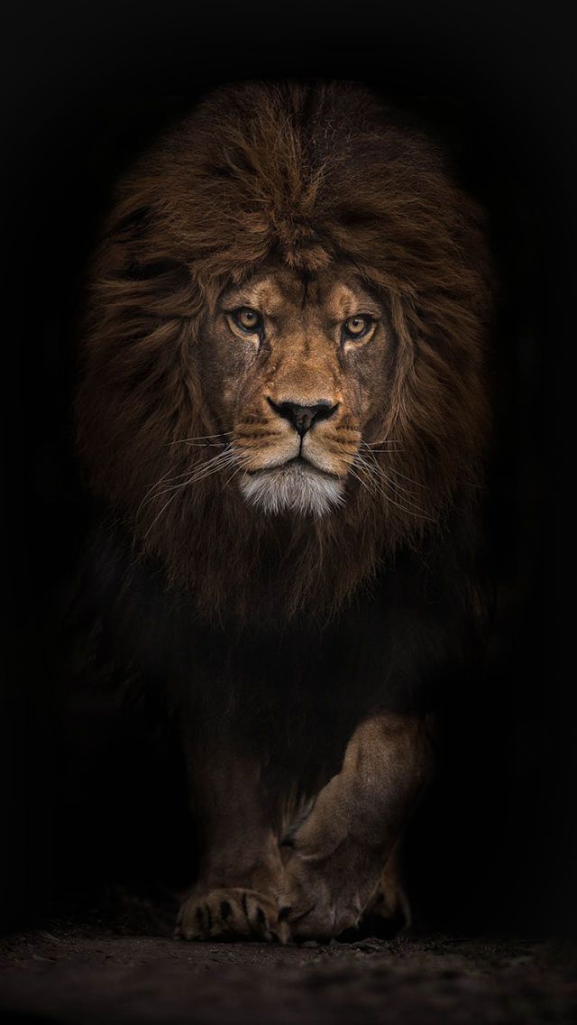 lion wallpaper iphone,lion,felidae,wildlife,masai lion,big cats