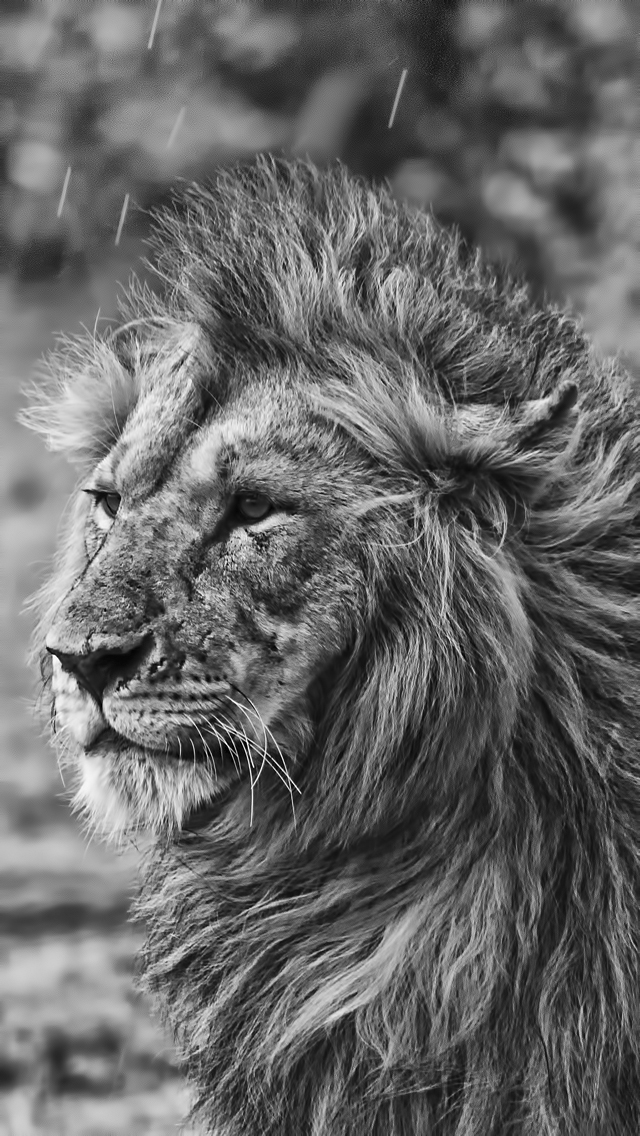 león fondos de pantalla iphone,león,fauna silvestre,cabello,felidae,masai lion