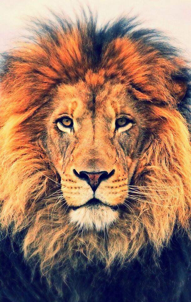 león fondos de pantalla iphone,cabello,león,fauna silvestre,animal terrestre,masai lion