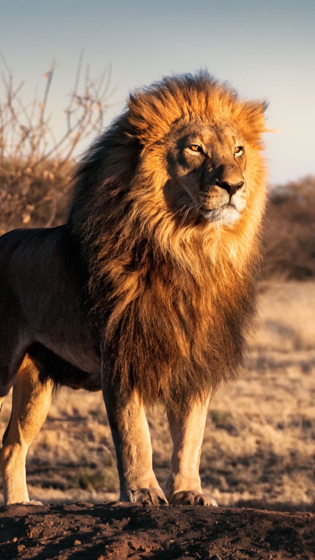 león fondos de pantalla iphone,león,fauna silvestre,masai lion,felidae,animal terrestre