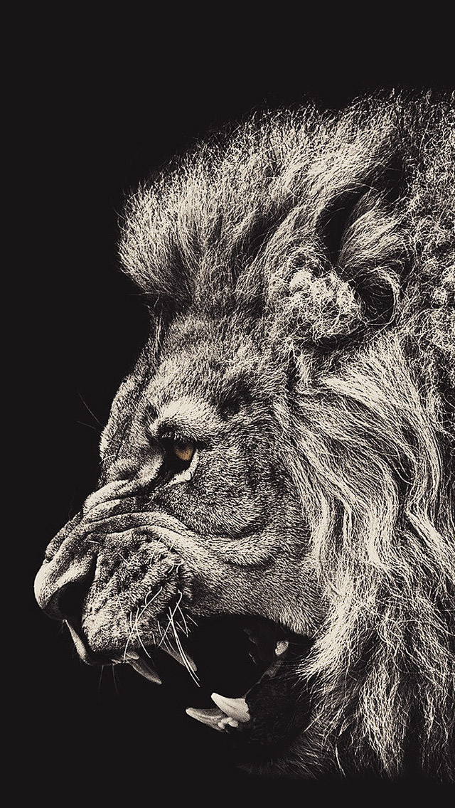 lion wallpaper iphone,lion,felidae,black and white,big cats,snout