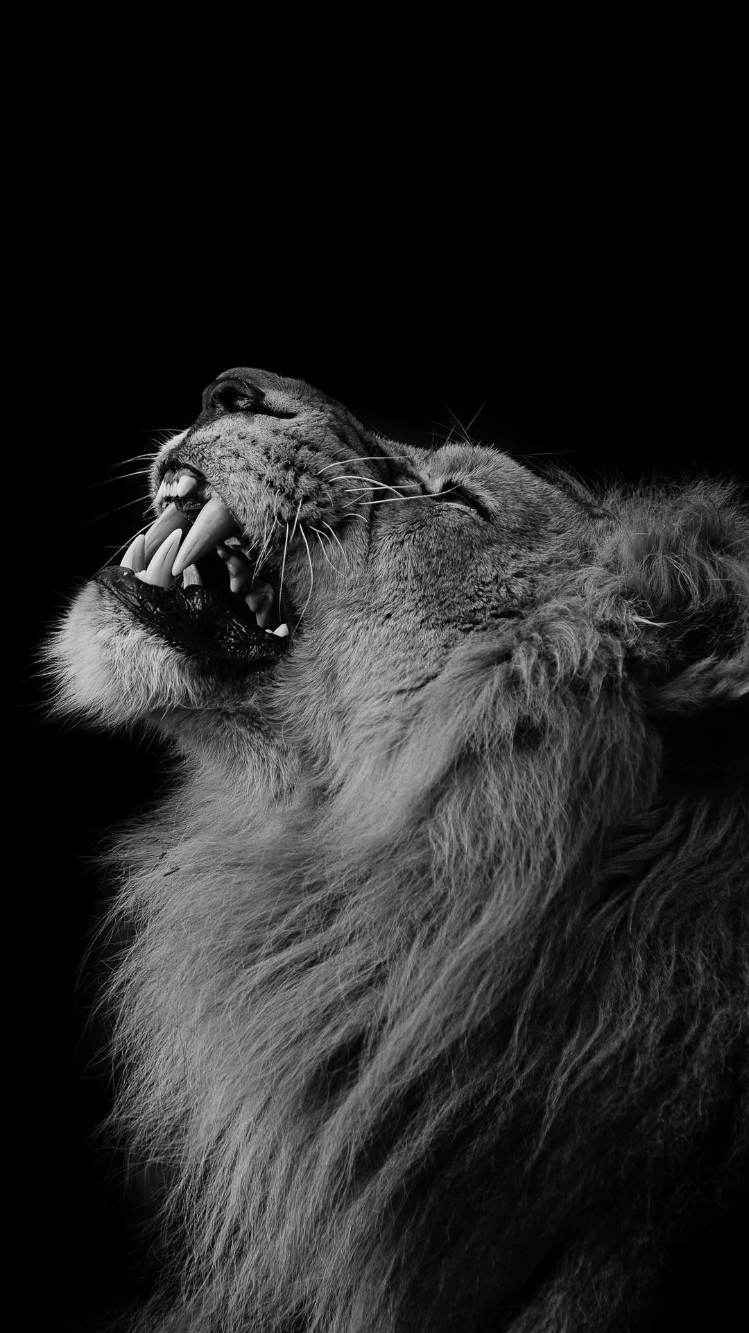 lion wallpaper iphone,lion,black and white,felidae,wildlife,big cats
