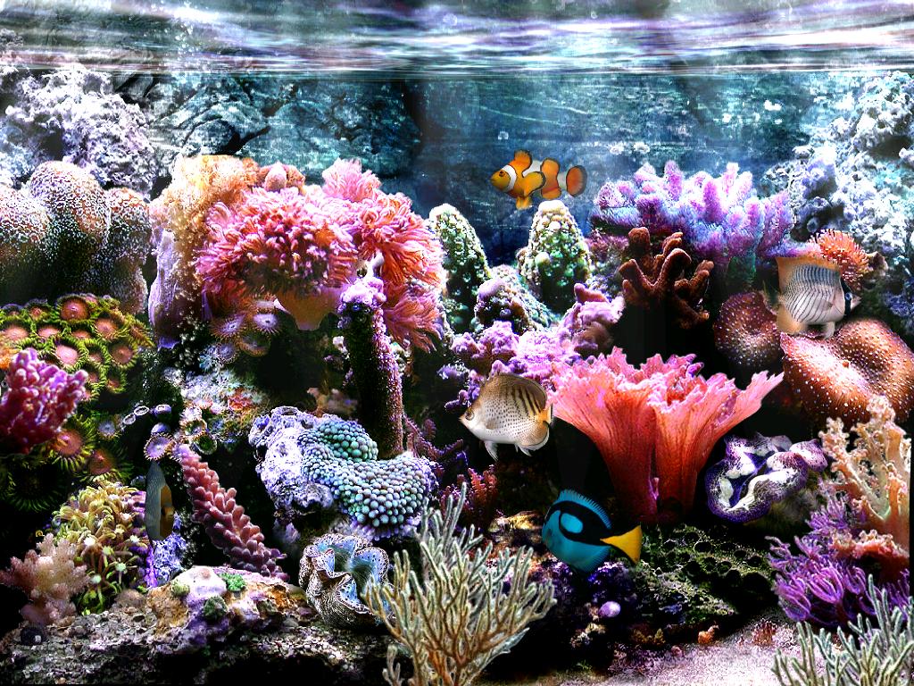 www 벽지,암초,산호초,산호,돌이 많은 산호초,민물 수족관