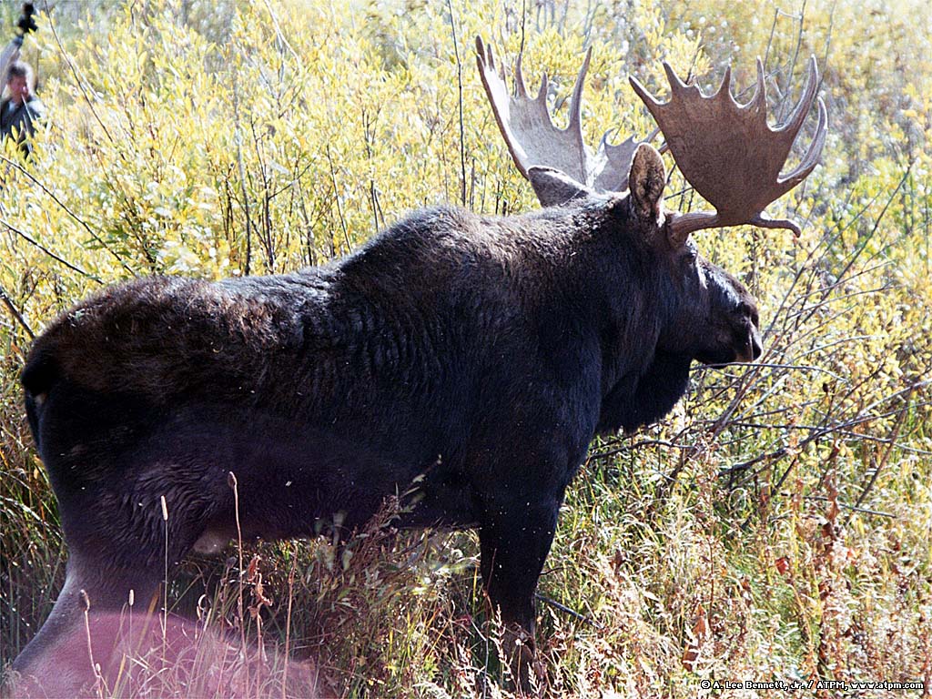 www wallpaper,wildlife,moose,bull,horn,terrestrial animal