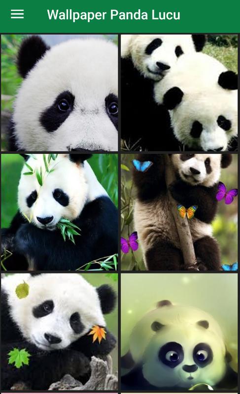 wallpaper panda lucu,panda,bear,terrestrial animal,nose,snout