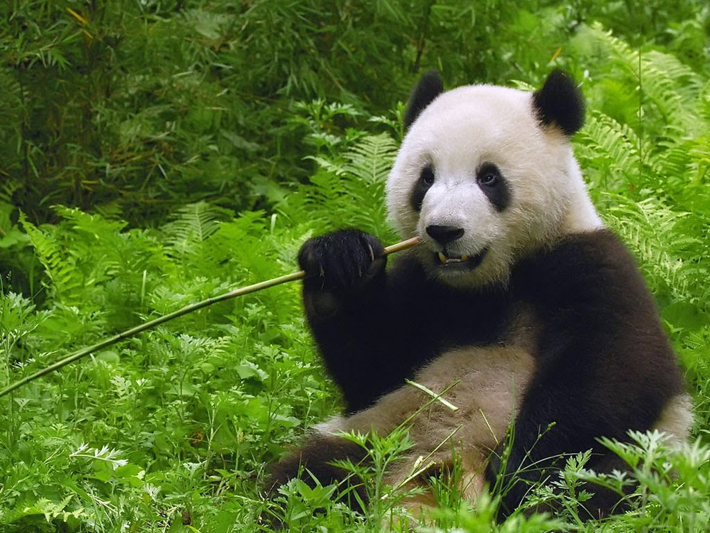 fond d'écran panda lucu,panda,animal terrestre,ours,museau,jungle
