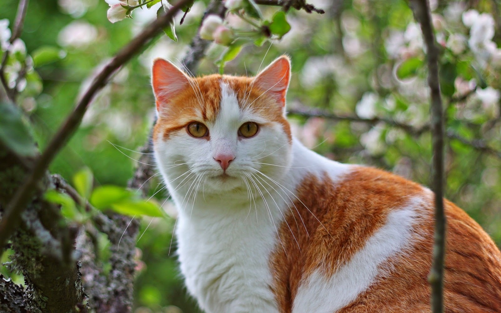 tapete kucing lucu,katze,kleine bis mittelgroße katzen,felidae,schnurrhaare,ägäische katze