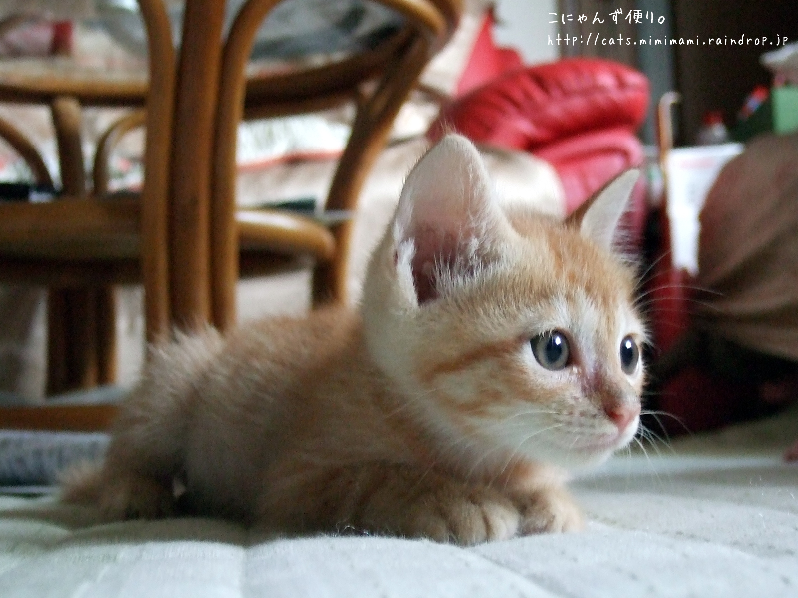 carta da parati kucing lucu,gatto,gatti di piccola e media taglia,felidae,barba,gattino