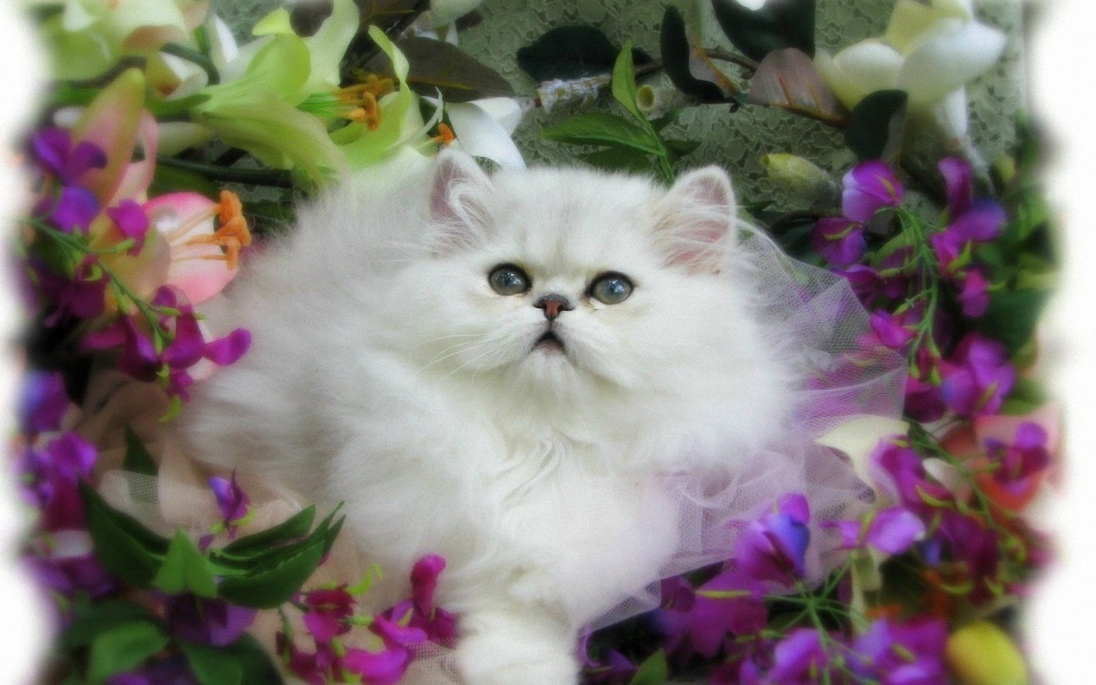 fond d'écran kucing lucu,chat,chats de petite à moyenne taille,félidés,persan,moustaches