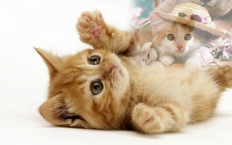 carta da parati kucing lucu,gatto,gatti di piccola e media taglia,felidae,barba,gattino