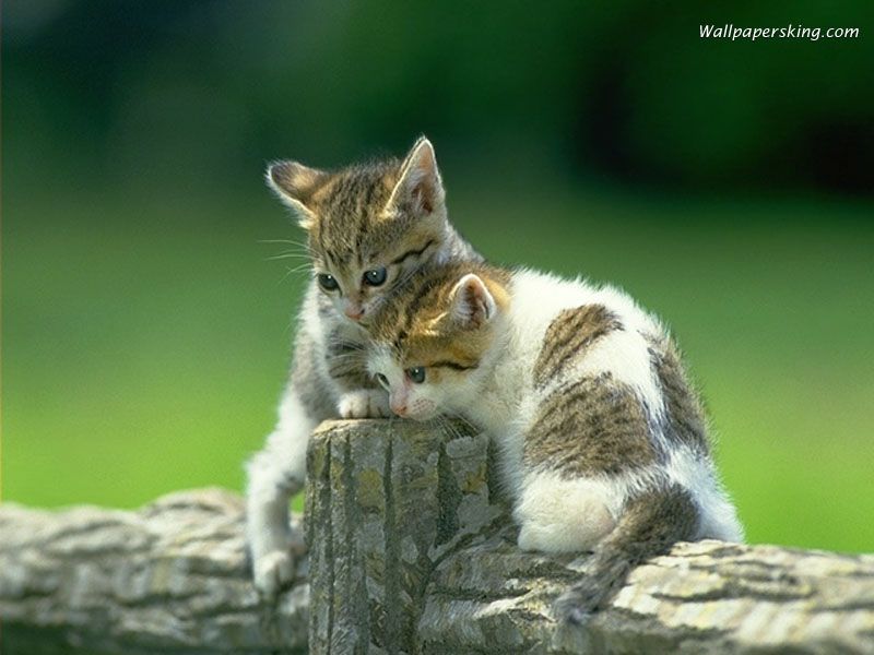 wallpaper kucing lucu,cat,mammal,vertebrate,felidae,small to medium sized cats