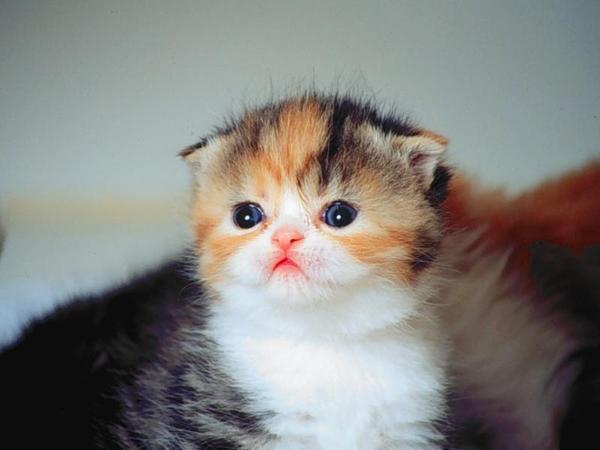 fond d'écran kucing lucu,chat,chats de petite à moyenne taille,félidés,moustaches,pli écossais