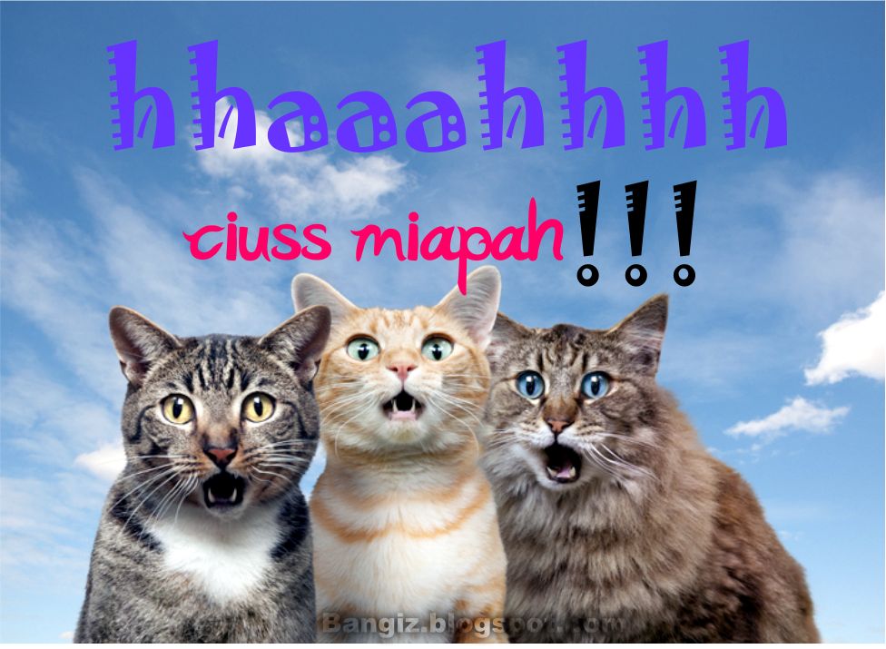 wallpaper kucing lucu,cat,felidae,small to medium sized cats,whiskers,photo caption