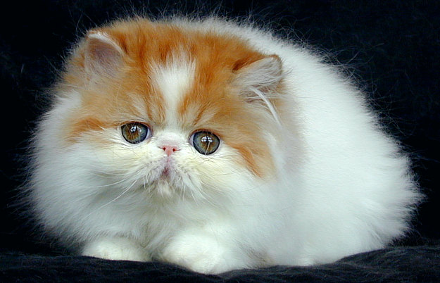 carta da parati kucing lucu,gatto,gatti di piccola e media taglia,felidae,barba,persiano
