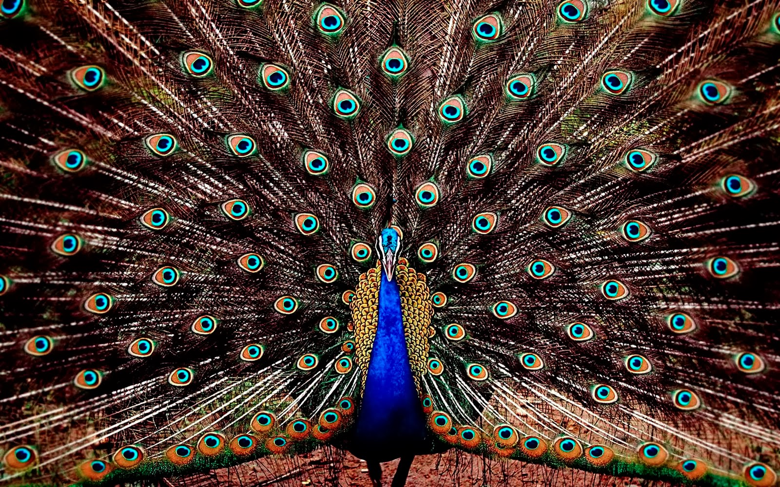 unique wallpapers hd,peafowl,feather,bird,galliformes,phasianidae