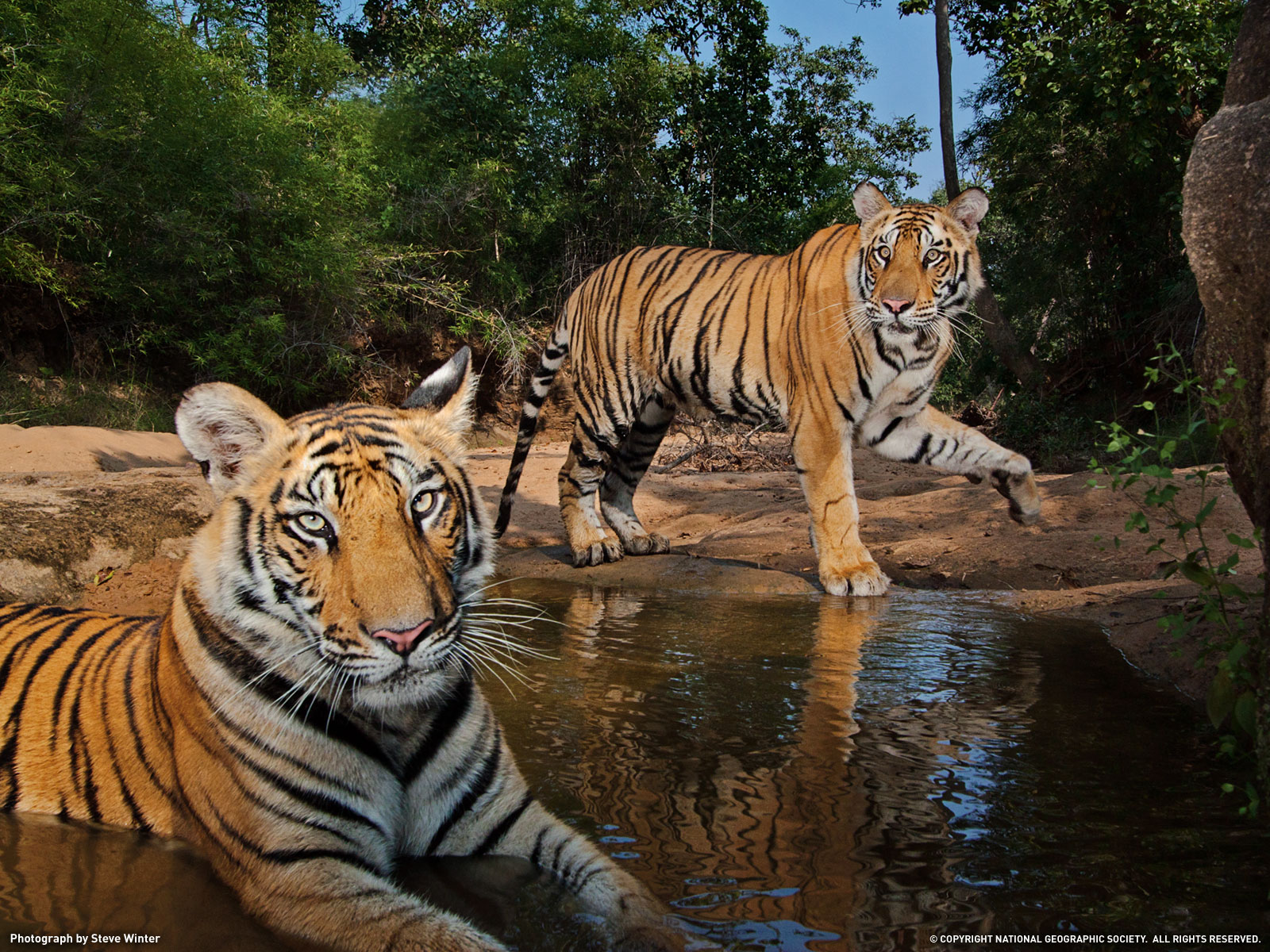 carta da parati coc keren,tigre,natura,animale terrestre,tigre del bengala,tigre siberiana