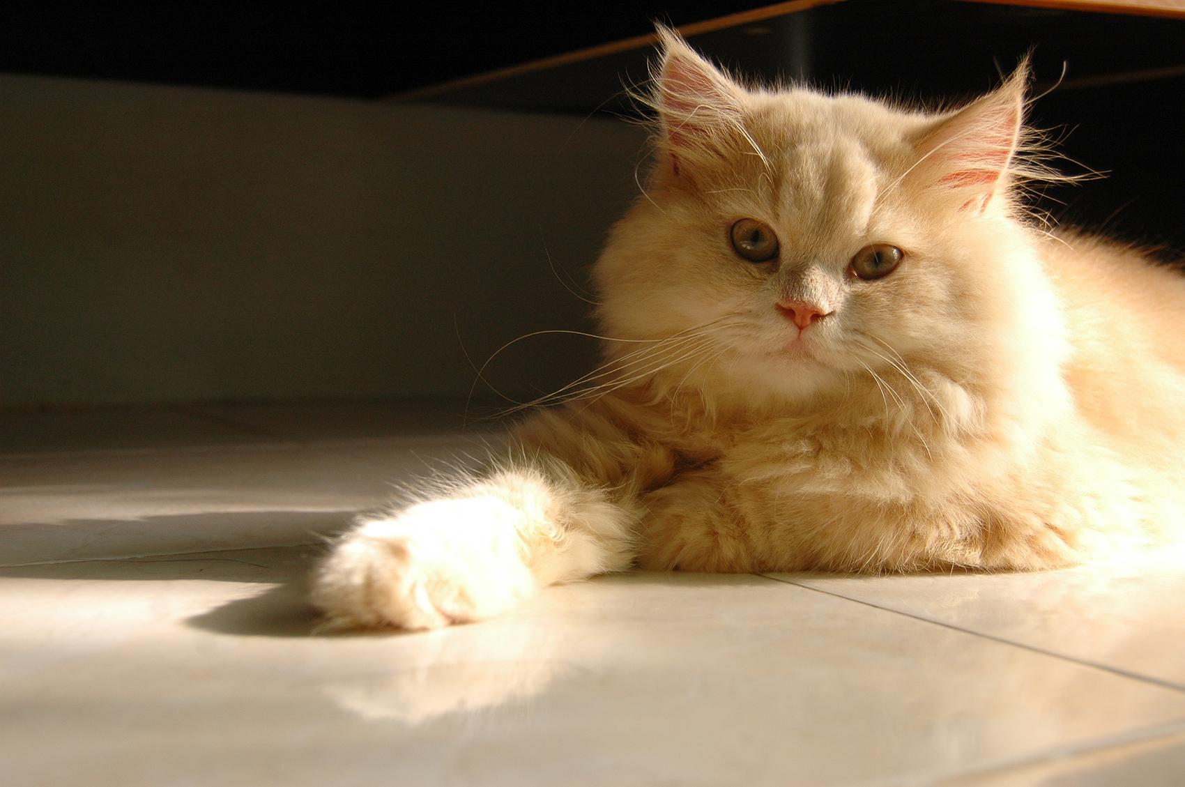 fondos de pantalla lucu hd,gato,gatos pequeños a medianos,bigotes,felidae,gato doméstico de pelo largo