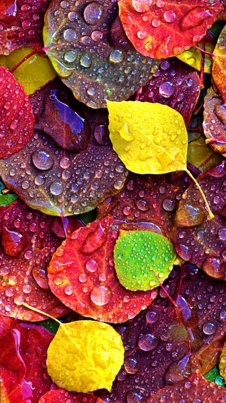 wallpaper samsung j5,confectionery,leaf,sweetness,colorfulness,food