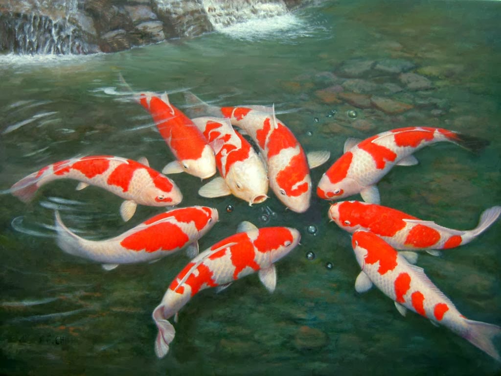 papel pintado ikan koi,koi,estanque de peces,estanque,biología marina,pez alimentador