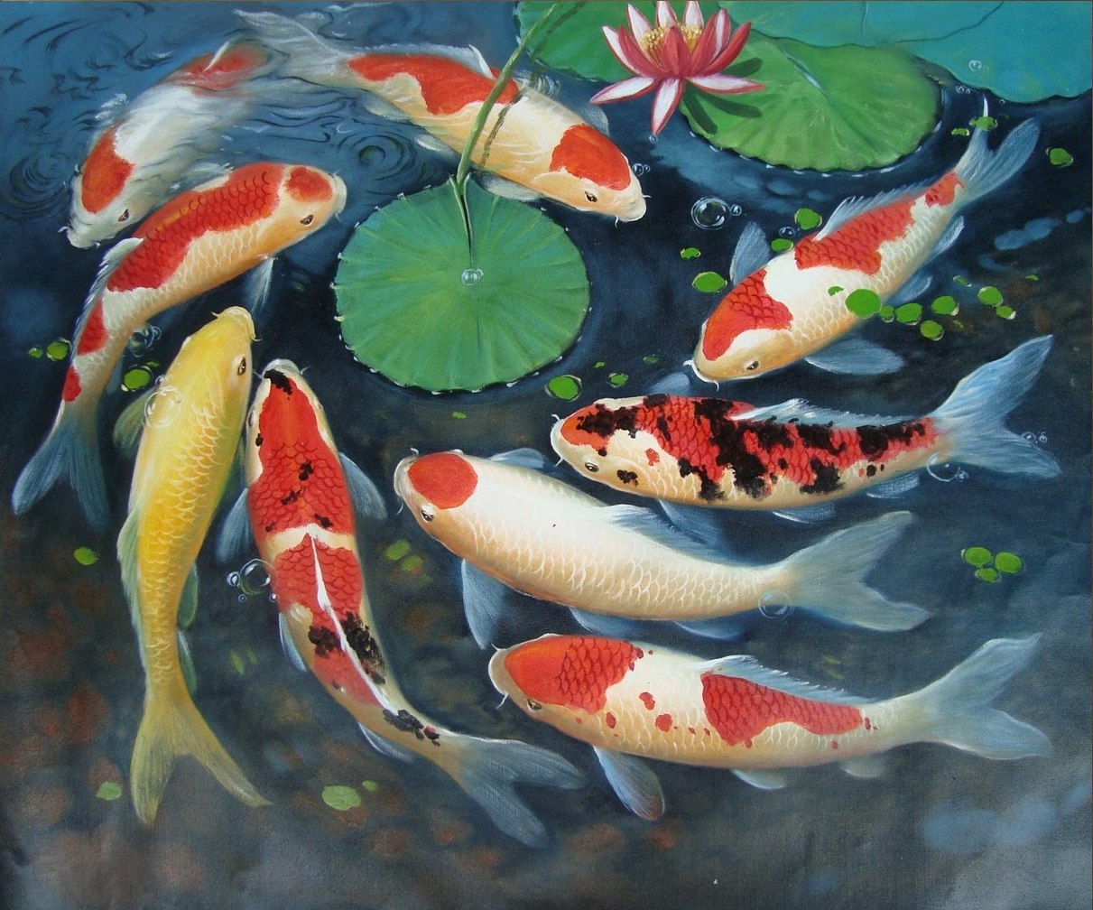 papel pintado ikan koi,koi,estanque de peces,estanque,pez alimentador,pintura