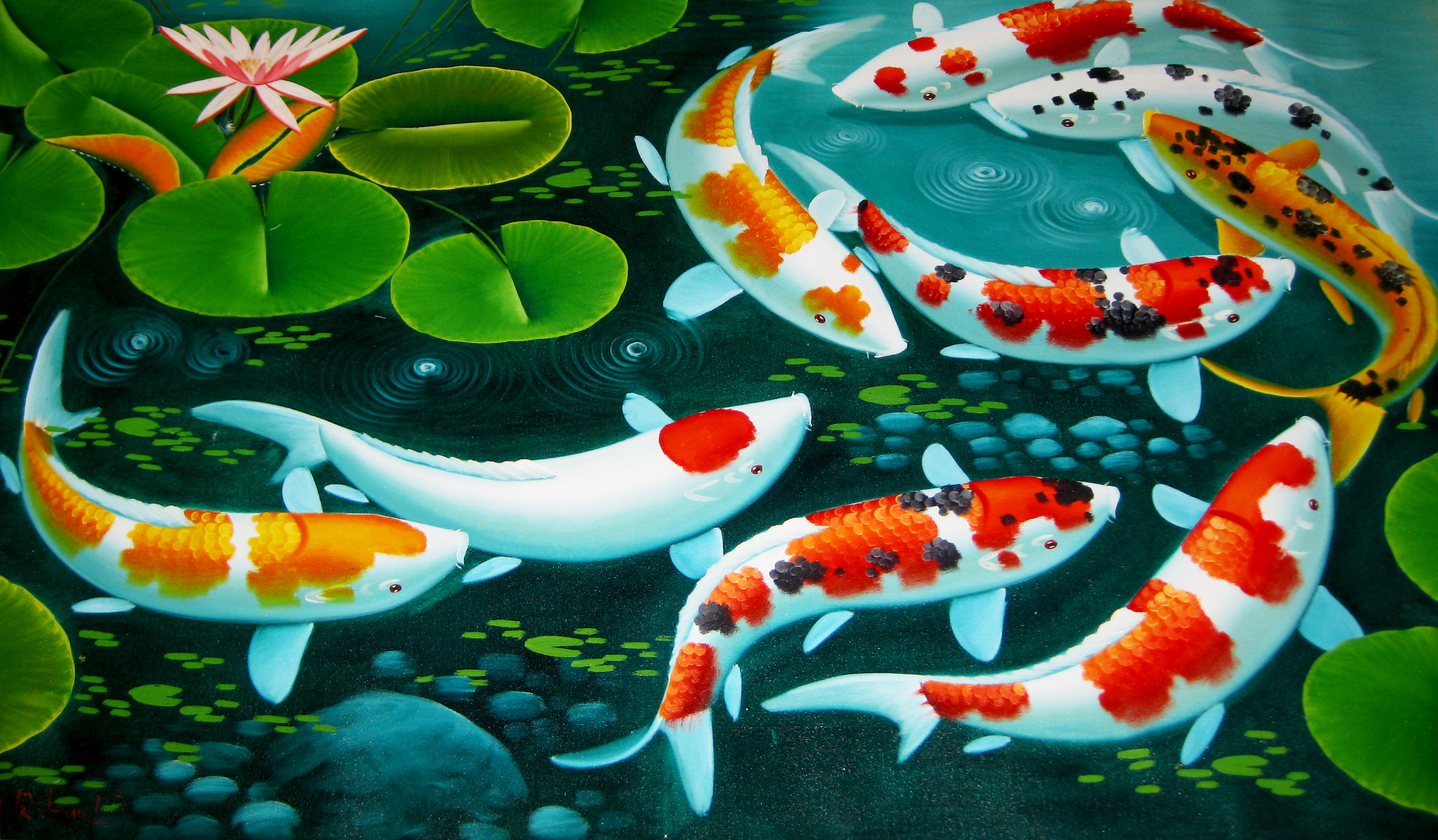 wallpaper ikan koi,koi,organism,marine biology,pond,fish pond