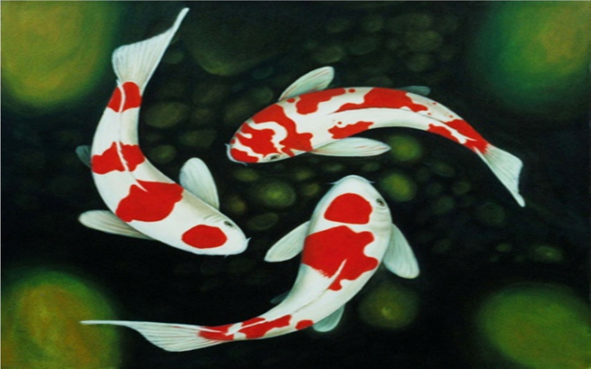 papel pintado ikan koi,koi,navidad,candycane,ilustración,pez