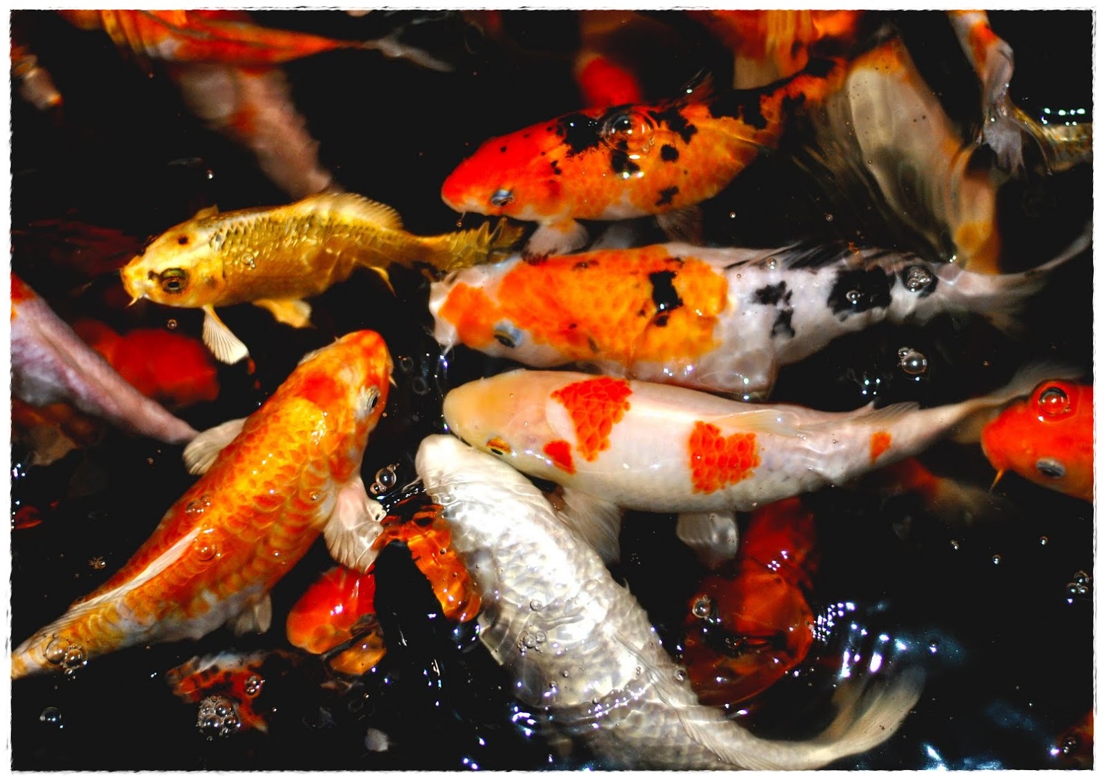 tapete ikan koi,koi,fisch,fischteich,feederfisch,fisch