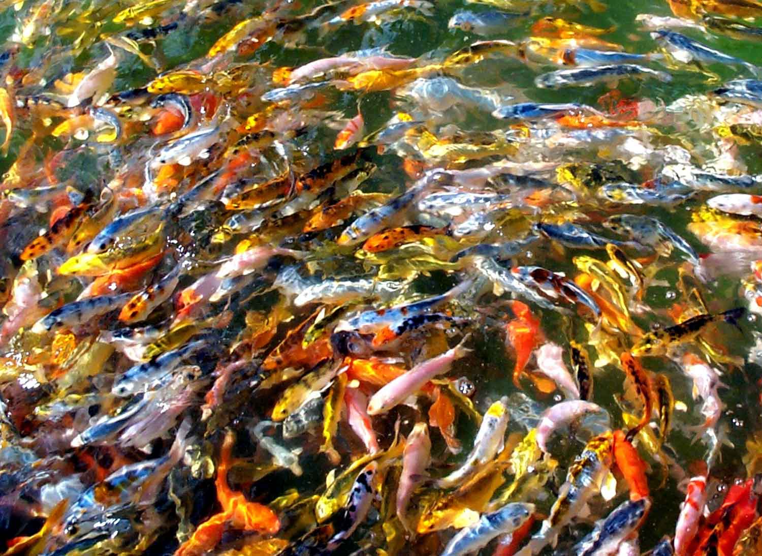 fond d'écran ikan koi,koi,poisson nourricier,l'eau,étang,étang à poissons