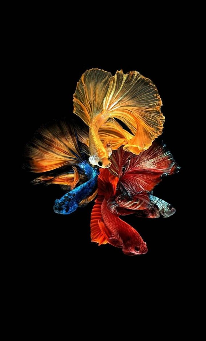 Iphoneの魚の壁紙 フェザー 魚 羽 金魚 図 Wallpaperuse
