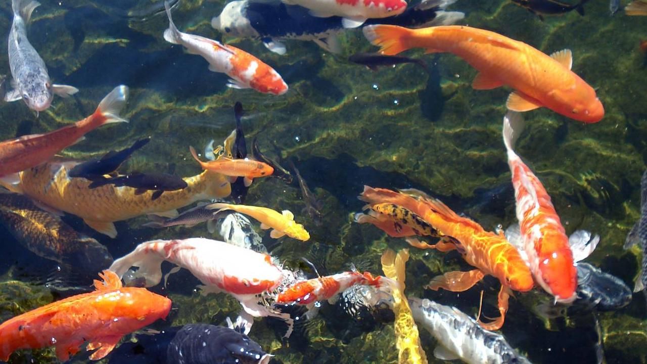 papel pintado ikan koi,koi,estanque de peces,estanque,pez,biología marina