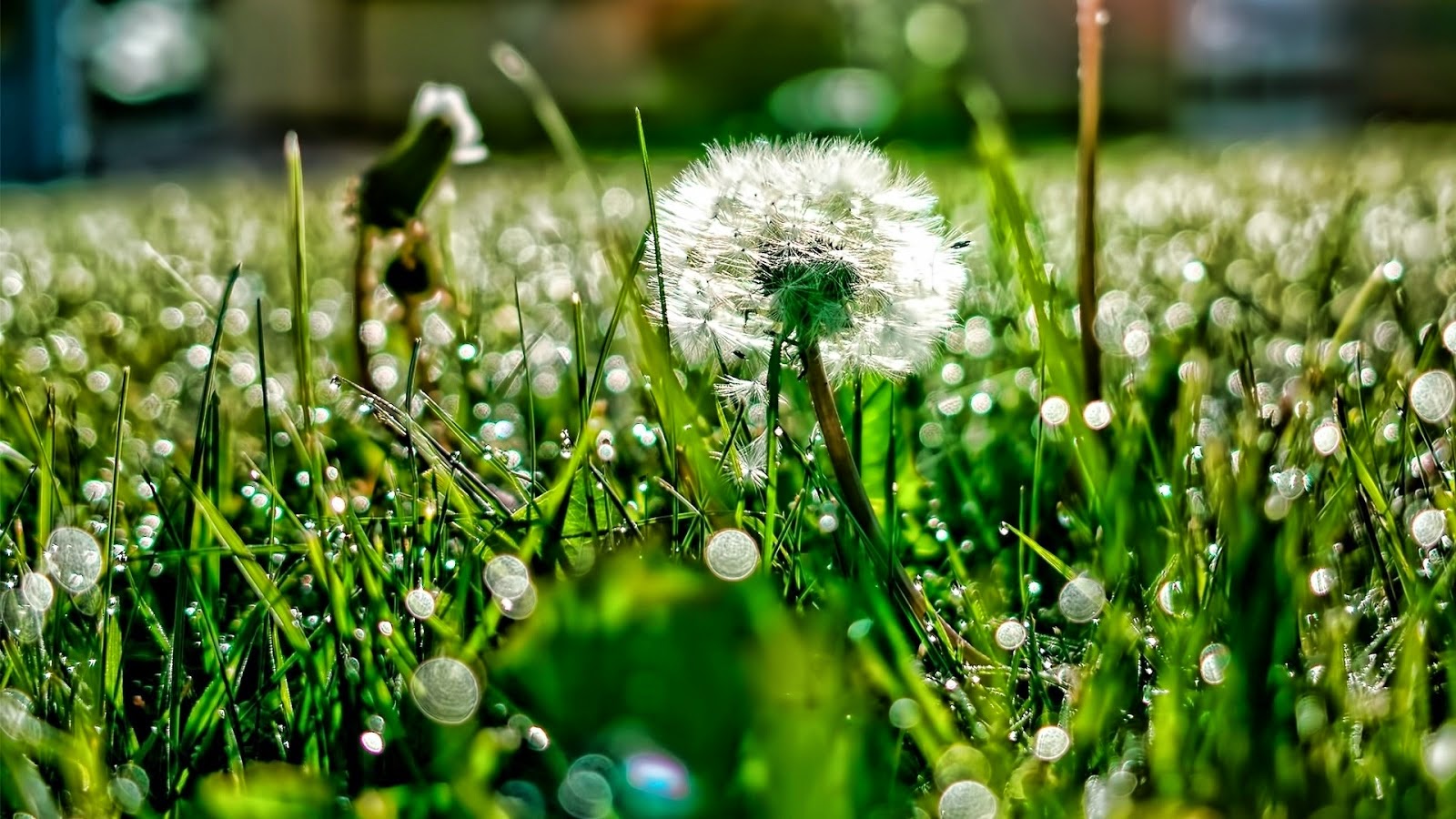 wallpaper kunci layar,water,grass,green,dandelion,dandelion