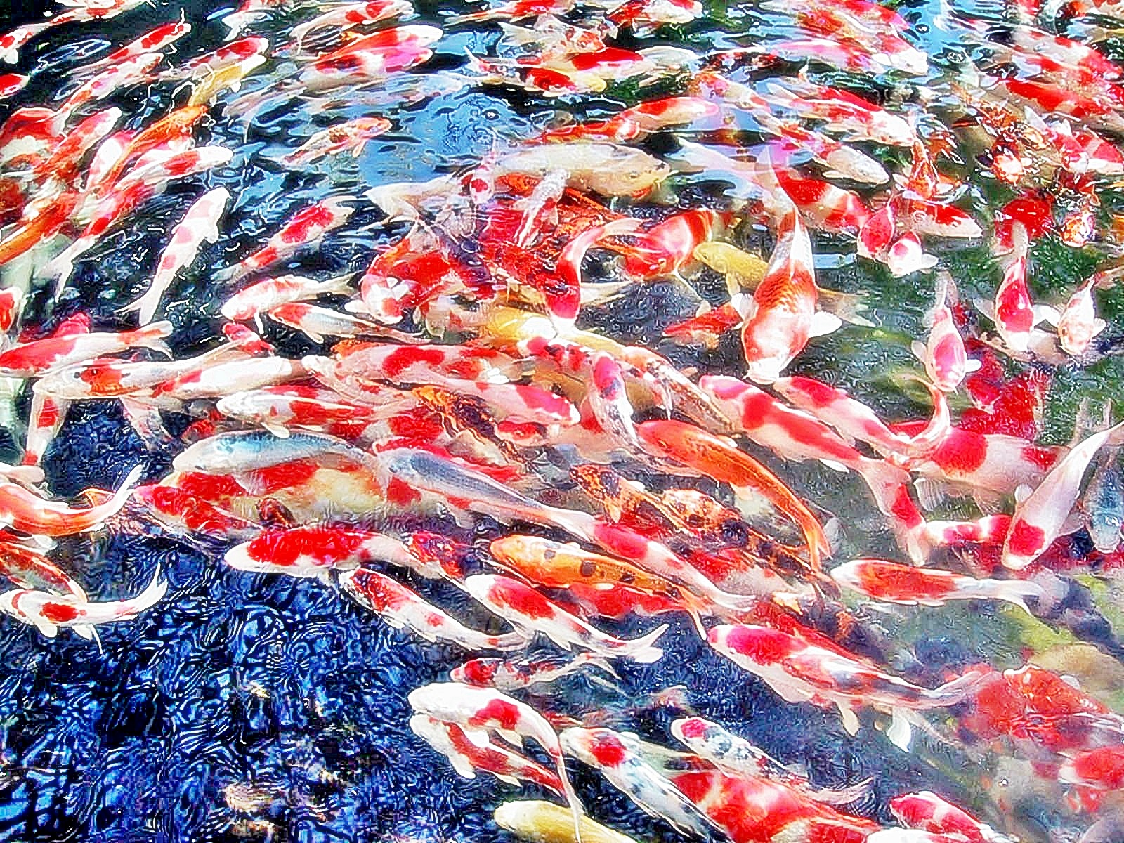 wallpaper ikan koi,koi,water,textile,pond,pattern