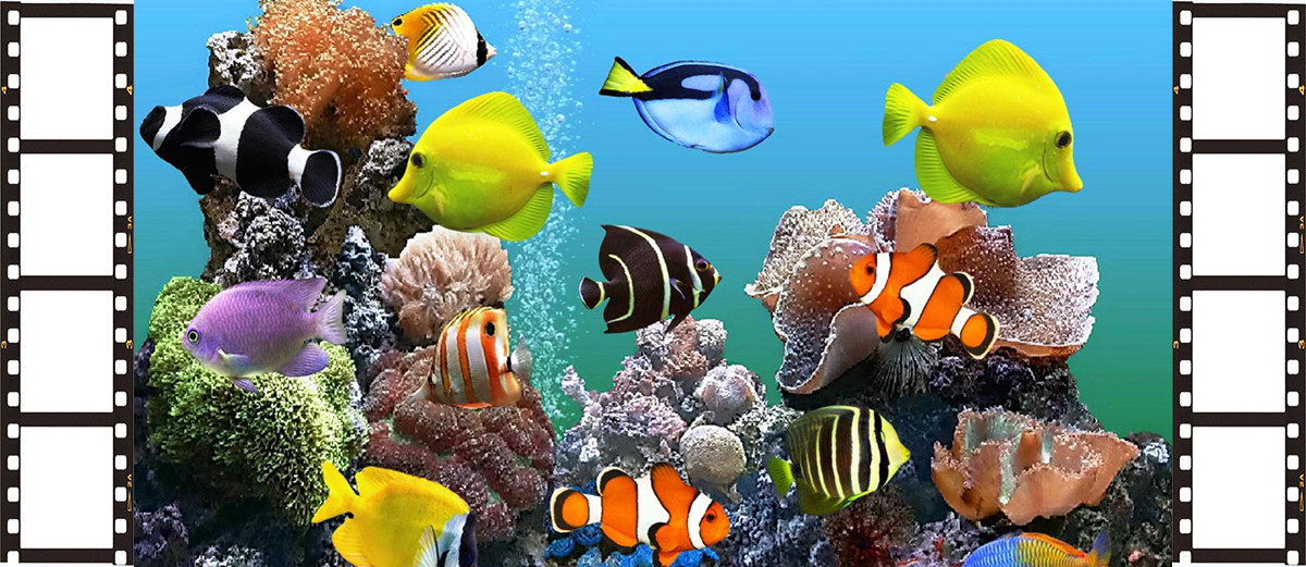 komputer di carta da parati,pesce,pesci di barriera corallina,pomacentridae,biologia marina,pesce