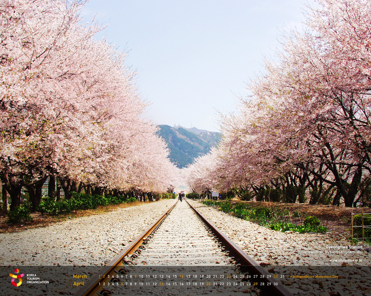 wallpaper korea,blossom,flower,tree,spring,cherry blossom