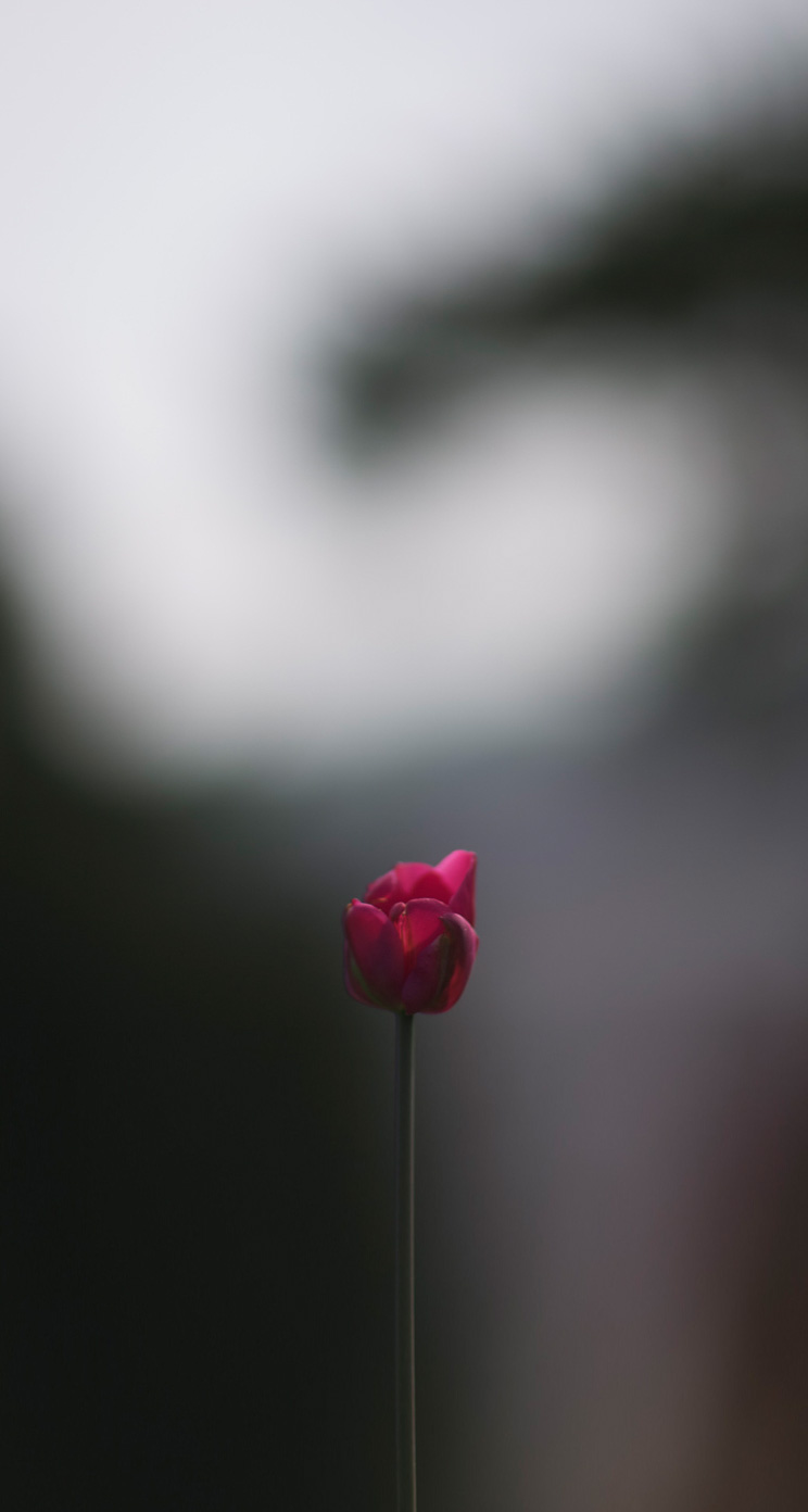 fondo de pantalla de gambar whatsapp,rojo,flor,pétalo,rosado,fotografía de naturaleza muerta