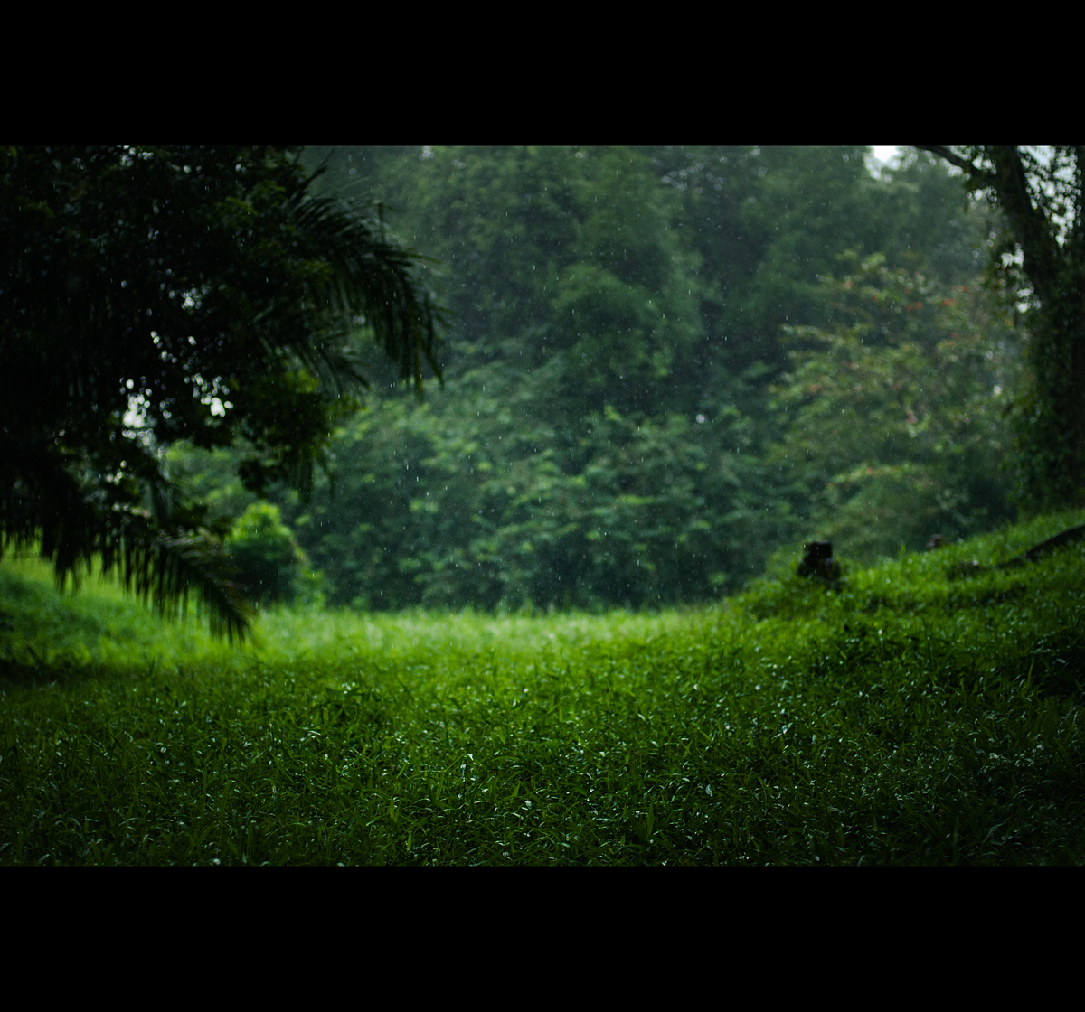 fondo de pantalla hujan,naturaleza,verde,paisaje natural,árbol,césped