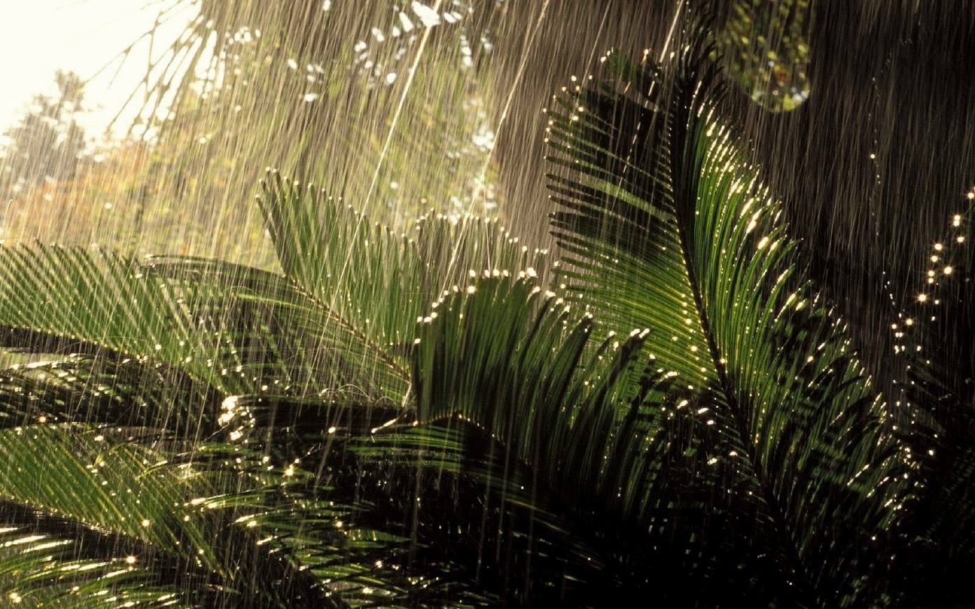 carta da parati hujan,natura,albero,paesaggio naturale,pianta,palma