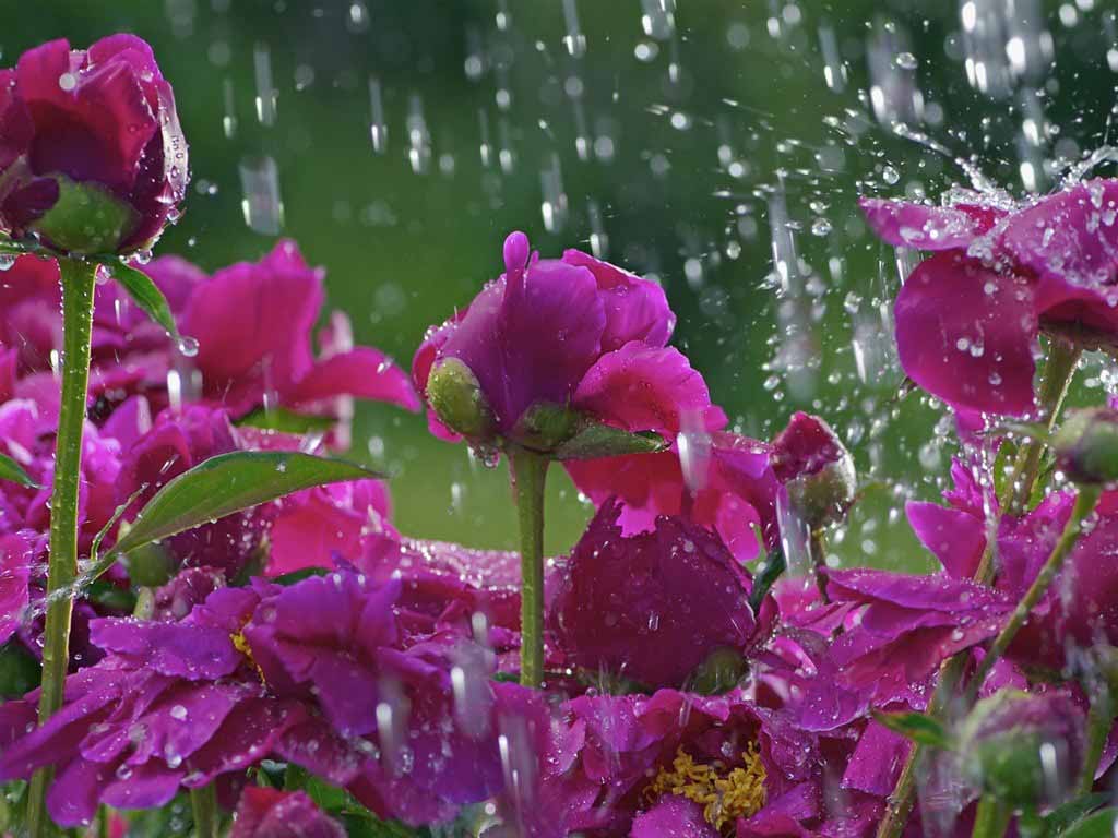 wallpaper hujan,flower,flowering plant,petal,plant,pink (#116038